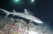 Zdjęcia z wyjazdu Malediwy, Sri Lanka