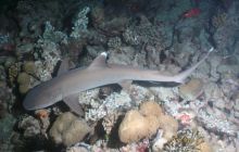 Zdjęcia z wyjazdu Malediwy, Sri Lanka