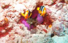 Zdjęcia z wyjazdu Malediwy, Sri Lanka