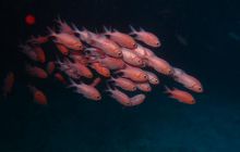 Zdjęcia z wyjazdu Malediwy, Sri Lanka