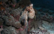 Zdjęcia z wyjazdu Malediwy, Sri Lanka