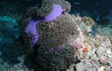 Zdjęcia z wyjazdu Malediwy, Sri Lanka