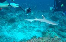 Zdjęcia z wyjazdu Malediwy, Sri Lanka