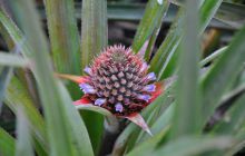 Zdjęcia z wyjazdu Malediwy, Sri Lanka