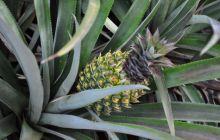 Zdjęcia z wyjazdu Malediwy, Sri Lanka