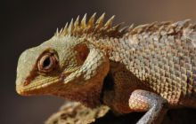 Zdjęcia z wyjazdu Malediwy, Sri Lanka