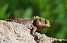 Zdjęcia z wyjazdu Malediwy, Sri Lanka