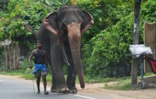 Zdjęcia z wyjazdu Malediwy, Sri Lanka