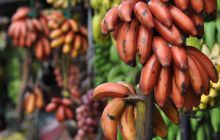 Zdjęcia z wyjazdu Malediwy, Sri Lanka