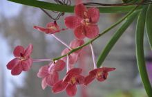 Zdjęcia z wyjazdu Malediwy, Sri Lanka