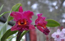 Zdjęcia z wyjazdu Malediwy, Sri Lanka