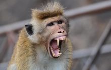 Zdjęcia z wyjazdu Malediwy, Sri Lanka