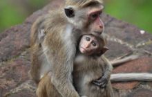 Zdjęcia z wyjazdu Malediwy, Sri Lanka