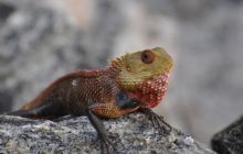 Zdjęcia z wyjazdu Malediwy, Sri Lanka