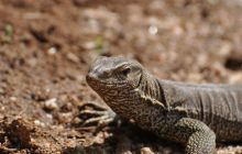 Zdjęcia z wyjazdu Malediwy, Sri Lanka