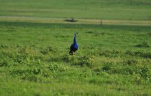 Zdjęcia z wyjazdu Malediwy, Sri Lanka