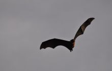 Zdjęcia z wyjazdu Malediwy, Sri Lanka