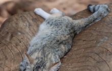 Zdjęcia z wyjazdu Malediwy, Sri Lanka