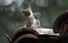 Zdjęcia z wyjazdu Malediwy, Sri Lanka