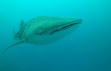 Zdjęcia z wyjazdu Malediwy, Sri Lanka