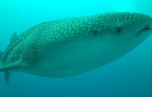 Zdjęcia z wyjazdu Malediwy, Sri Lanka