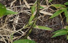 Zdjęcia z Papua - listopad 2012