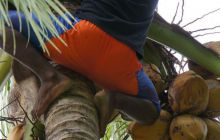 Zdjęcia z Papua - listopad 2012