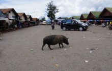 Zdjęcia z Papua - listopad 2012