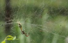 Zdjęcia z Papua - listopad 2012