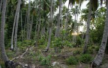 Zdjęcia z Papua - listopad 2012