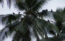 Zdjęcia z Papua - listopad 2012