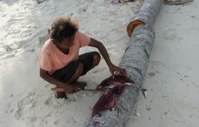 Zdjęcia z Papua - listopad 2012