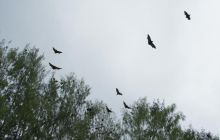 Zdjęcia z Papua - listopad 2012