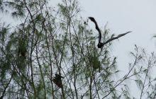 Zdjęcia z Papua - listopad 2012