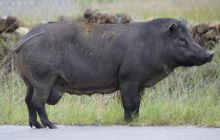 Zdjęcia z Papua - listopad 2012