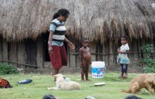 Zdjęcia z Papua - listopad 2012