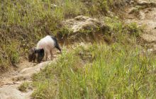 Zdjęcia z Papua - listopad 2012