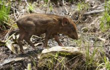 Zdjęcia z Papua - listopad 2012