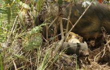 Zdjęcia z Papua - listopad 2012