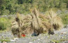 Zdjęcia z Papua - listopad 2012