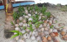 Zdjęcia z Papua - listopad 2012