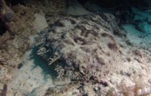 Zdjęcia z Papua - listopad 2012