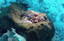 Zdjęcia z Papua - listopad 2012