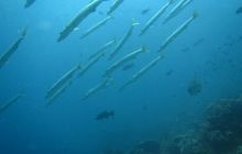 Zdjęcia z Papua - listopad 2012