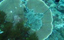 Zdjęcia z Papua - listopad 2012