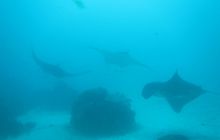 Zdjęcia z Papua - listopad 2012