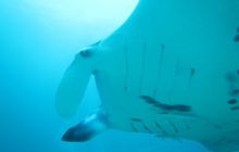 Zdjęcia z Papua - listopad 2012