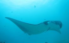 Zdjęcia z Papua - listopad 2012