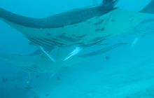 Zdjęcia z Papua - listopad 2012