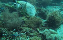 Zdjęcia z Papua - listopad 2012